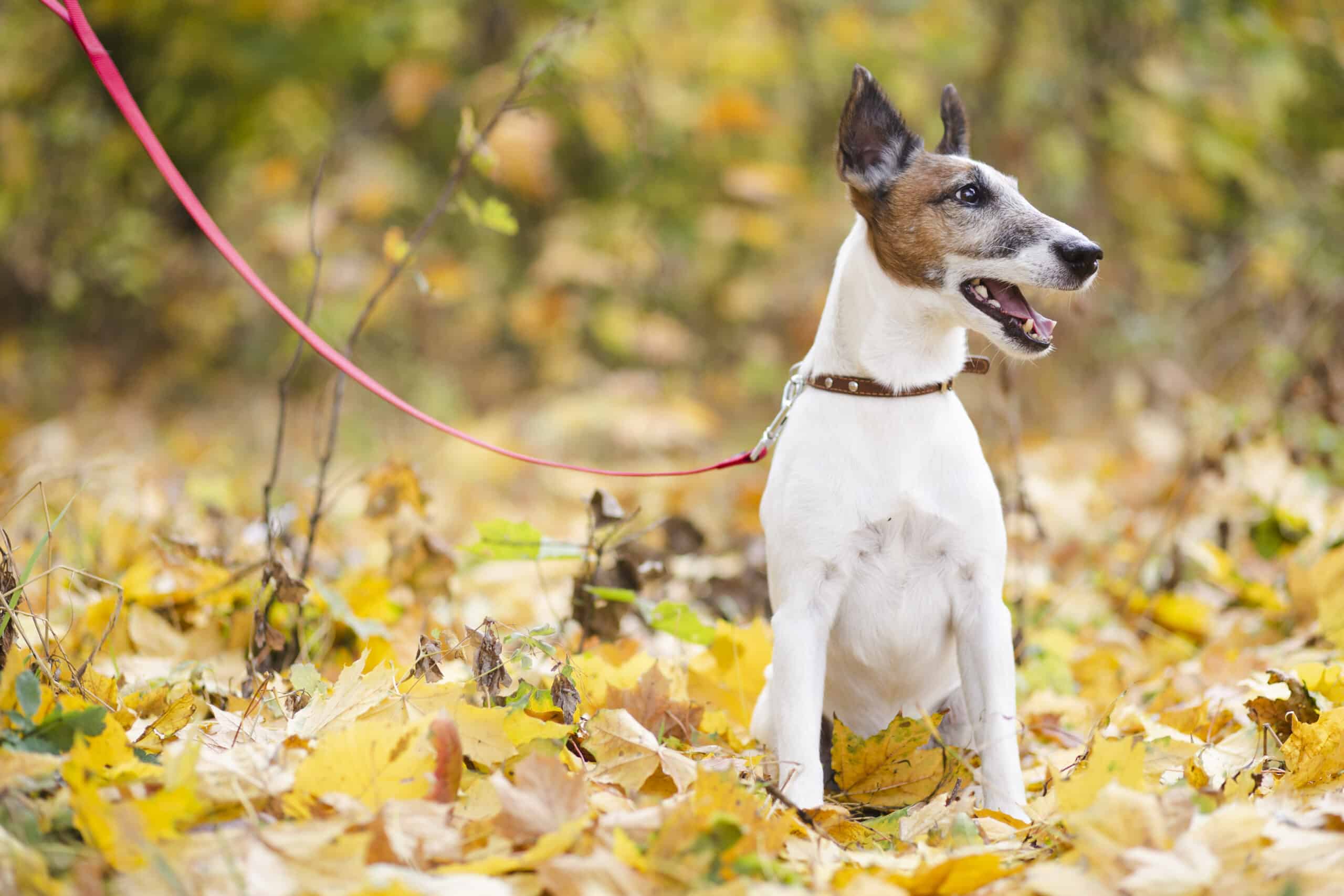 chien-mignon-en-laisse-assis-dans-la-foret